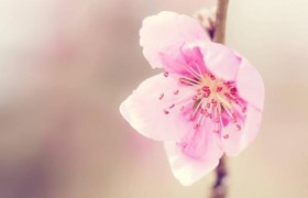 未来一周感情运极佳，桃花运超红的4个星座