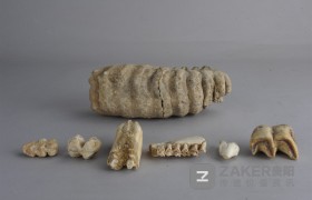 博物馆里的贵州 | 你不知道的贵州古人类和史前文化